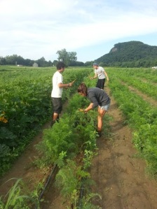 Summer production carrot harvesting. July 21st: Duncan Fuchise, Nicolle Tanuchi, Ben Goudreau
