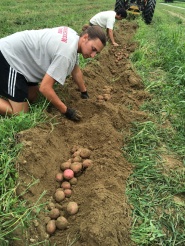 Digging Potatoes - Chris Raabe, Duncan Fuchise